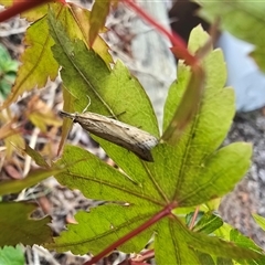 Faveria tritalis (Couchgrass Webworm) at Isaacs, ACT - 12 Mar 2025 by Mike