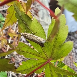 Faveria tritalis (Couchgrass Webworm) at Isaacs, ACT - Today by Mike