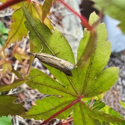 Faveria tritalis at Isaacs, ACT - Today by Mike