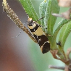 Macrobathra chrysotoxa (A Cosmet moth (Cosmopteriginae) at Hall, ACT - Yesterday by Anna123