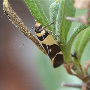 Macrobathra chrysotoxa at Hall, ACT - Yesterday 04:36 PM