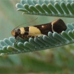 Macrobathra chrysotoxa at Hall, ACT - Yesterday 04:36 PM