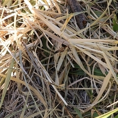 Ichneumonoidea (Superfamily) (A species of parasitic wasp) at Lyons, ACT - 12 Mar 2025 by ran452