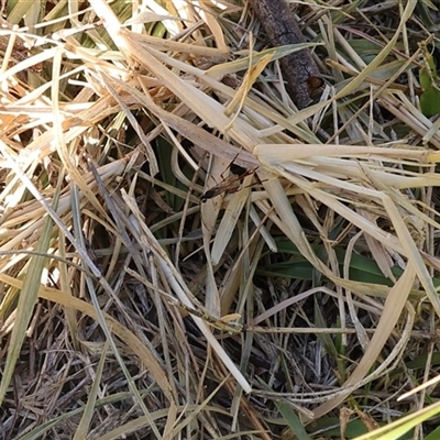 Unidentified Wasp (Hymenoptera, Apocrita) at Lyons, ACT - Today by ran452