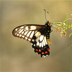 Papilio anactus (Dainty Swallowtail) at Hughes, ACT - Yesterday by g4vpmuk