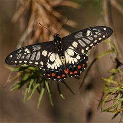 Papilio anactus at Hughes, ACT - Yesterday 03:45 PM