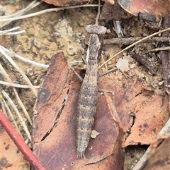 Bolbe nigra (Black Ground Mantid) at Currawang, NSW - 11 Mar 2025 by clarehoneydove