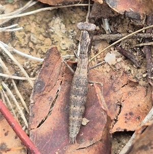 Archimantis sp. (genus) at Currawang, NSW - Yesterday by clarehoneydove