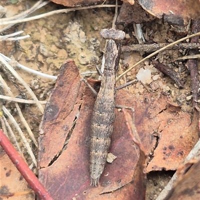 Archimantis sp. (genus) at Currawang, NSW - Yesterday by clarehoneydove