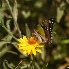 Graphium macleayanum (Macleay's Swallowtail) at Acton, ACT - 11 Mar 2025 by g4vpmuk