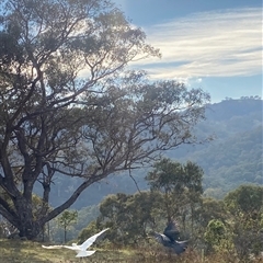 Callocephalon fimbriatum at Banks, ACT - suppressed