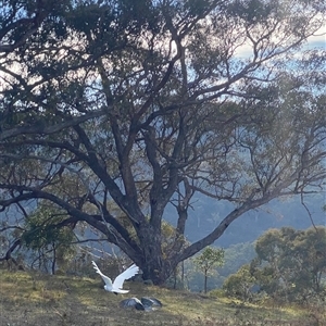Callocephalon fimbriatum at Banks, ACT - suppressed