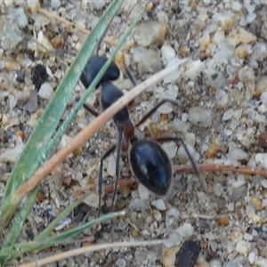 Camponotus intrepidus (Flumed Sugar Ant) at Queanbeyan West, NSW - Today by Paul4K