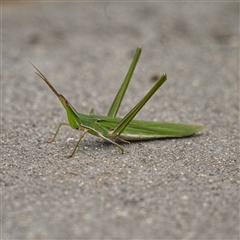 Acrida conica (Giant green slantface) at Fyshwick, ACT - 11 Mar 2025 by g4vpmuk