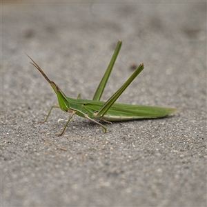 Acrida conica (Giant green slantface) at Fyshwick, ACT - 11 Mar 2025 by g4vpmuk