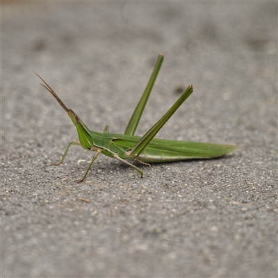 Acrida conica (Giant green slantface) at Fyshwick, ACT - 11 Mar 2025 by g4vpmuk