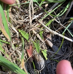 Unidentified Plant at Rendezvous Creek, ACT - 17 Feb 2025 by JamesVandersteen