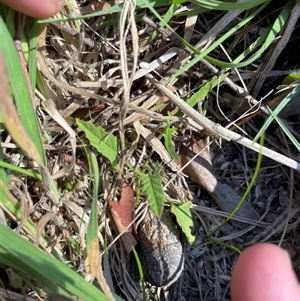 Convolvulus angustissimus subsp. angustissimus at Rendezvous Creek, ACT - 17 Feb 2025 02:55 PM