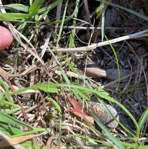 Convolvulus angustissimus subsp. angustissimus at Rendezvous Creek, ACT - 17 Feb 2025 02:55 PM