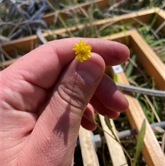 Taraxacum sp. at Rendezvous Creek, ACT - 17 Feb 2025 by JamesVandersteen