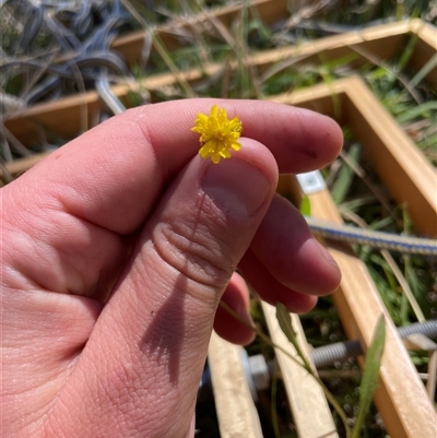 Taraxacum sp. at Rendezvous Creek, ACT - 17 Feb 2025 by JamesVandersteen