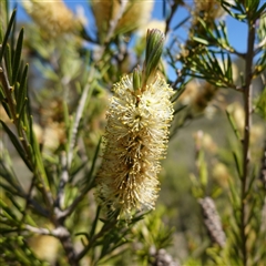 Callistemon pityoides by RobG1