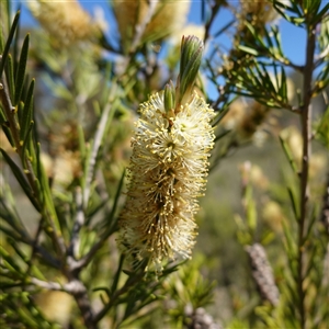 Callistemon pityoides at Nungar, NSW - suppressed