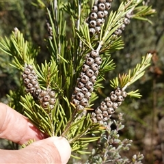 Callistemon pityoides at Nungar, NSW - suppressed