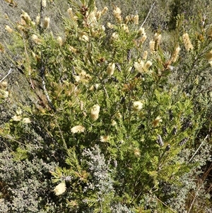 Callistemon pityoides at Nungar, NSW - suppressed