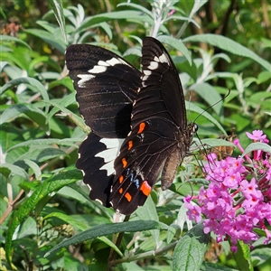 Papilio aegeus (Orchard Swallowtail, Large Citrus Butterfly) at Braidwood, NSW - Today by MatthewFrawley