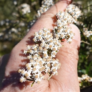 Ozothamnus thyrsoideus (Sticky Everlasting) by RobG1