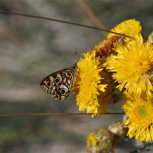 Oreixenica lathoniella (Silver Xenica) at Cotter River, ACT - 6 Mar 2025 by RAllen