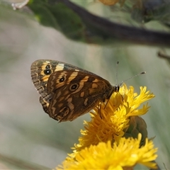 Oreixenica correae (Orange Alpine Xenica) at Cotter River, ACT - 6 Mar 2025 by RAllen