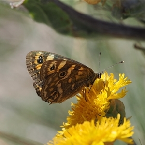 Oreixenica correae at Cotter River, ACT - 6 Mar 2025 02:34 PM