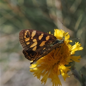 Oreixenica correae at Cotter River, ACT - 6 Mar 2025 02:34 PM