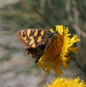 Oreixenica correae at Cotter River, ACT - 6 Mar 2025 02:34 PM