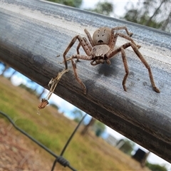 Isopeda or Isopedella sp. (genus) (Huntsman) at Bowning, NSW - Today by Maren