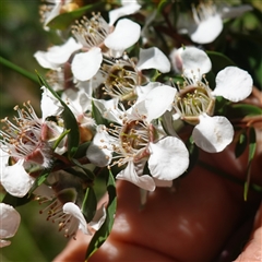 Leptospermum lanigerum by RobG1