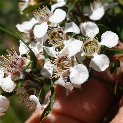 Leptospermum lanigerum by RobG1