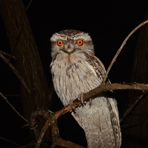 Podargus strigoides at Boondall, QLD - 30 Sep 2024 by NateKingsford