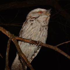 Podargus strigoides at Boondall, QLD - 30 Sep 2024 09:18 PM