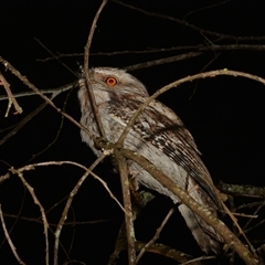 Podargus strigoides at Boondall, QLD - 30 Sep 2024 09:18 PM