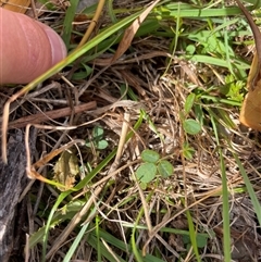 Grona varians (Slender Tick-Trefoil) at Mount Clear, ACT - 18 Feb 2025 by JamesVandersteen