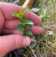 Veronica calycina (Hairy Speedwell) at Mount Clear, ACT - 18 Feb 2025 by JamesVandersteen