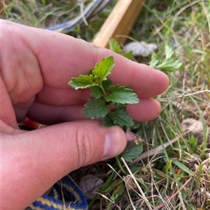 Veronica calycina at Mount Clear, ACT - 18 Feb 2025 09:28 AM