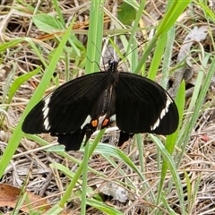 Papilio aegeus at Isaacs, ACT - Today by Mike