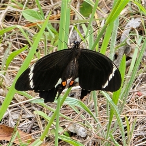 Papilio aegeus (Orchard Swallowtail, Large Citrus Butterfly) at Isaacs, ACT - Today by Mike