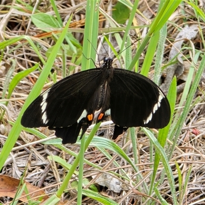 Papilio aegeus (Orchard Swallowtail, Large Citrus Butterfly) at Isaacs, ACT - 12 Mar 2025 by Mike