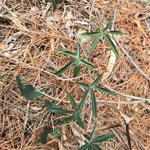 Passiflora caerulea at Isaacs, ACT - Yesterday 12:14 PM