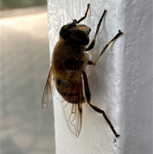 Eristalis tenax (Drone fly) at Aranda, ACT - 10 Mar 2025 by Jubeyjubes